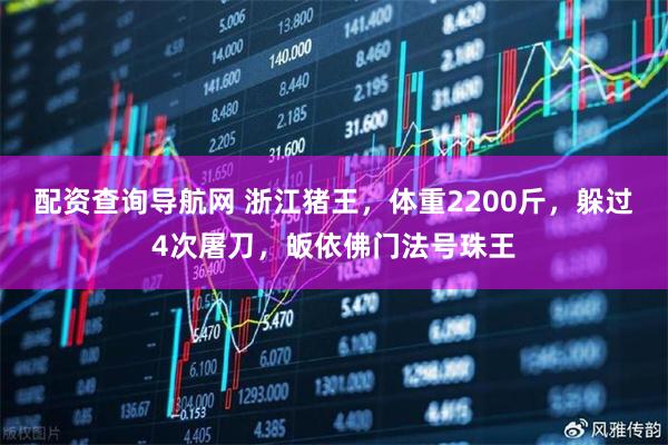 配资查询导航网 浙江猪王，体重2200斤，躲过4次屠刀，皈依佛门法号珠王